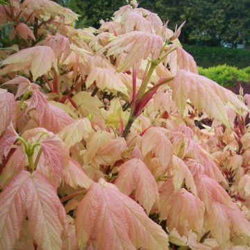 Acer pseudoplatanus Brilliantissimum - Maple