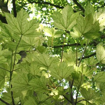 Acer pseudoplatanus Leopoldii - Maple