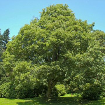 Acer pseudoplatanus - Maple