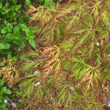 Acer pseudosieboldianum Ice Dragon - Maple