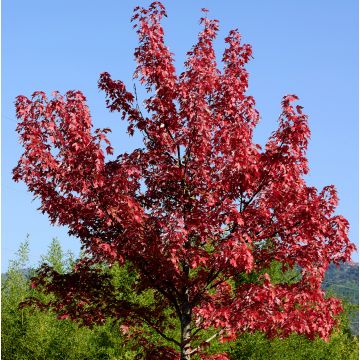 Acer rubrum Summer Red - Maple