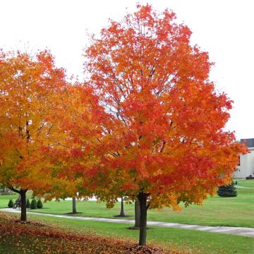 Acer saccharum - Maple