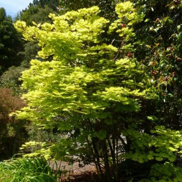 Acer shirasawanum Aureum - Japanese Maple