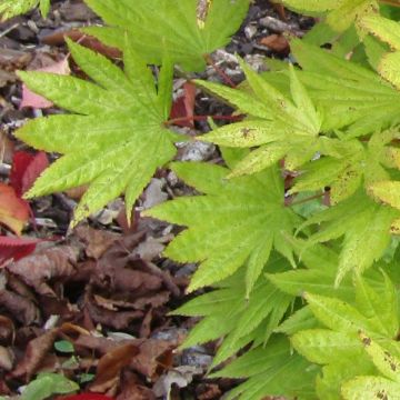 Acer shirasawanum Moonrise Munn001 - Japanese Maple