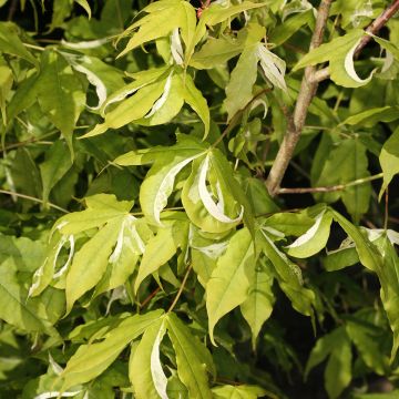 Acer truncatum Akikaze-nishiki - Maple