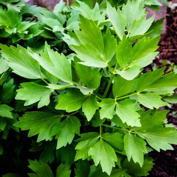 Levisticum officinale
