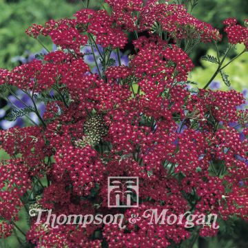 Achillea millefolium Cassis - Yarrow