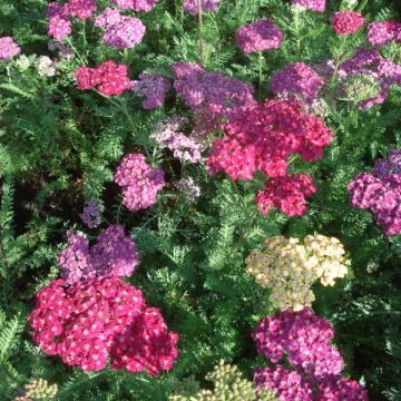 Achillea millefolium Saucy Seduction