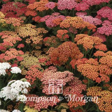 Achillea x millefolium Summer Berries F2 Hybrid - Yarrow