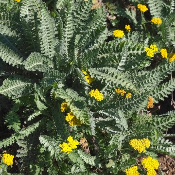 Achillea clypeolata - Achillée 