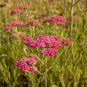 Achillea millefolium Velours