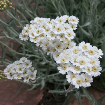 Achillea kellereri