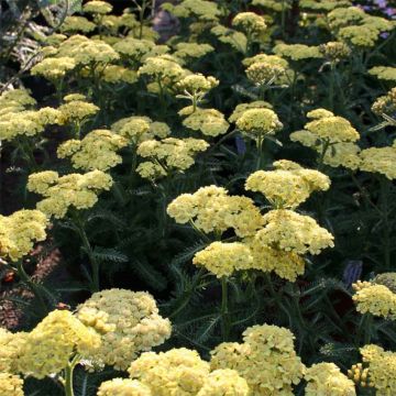 Achillea millefolium Desert Eve Deep Yellow