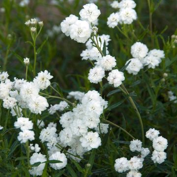 Achillea ptarmica Boule de Neige