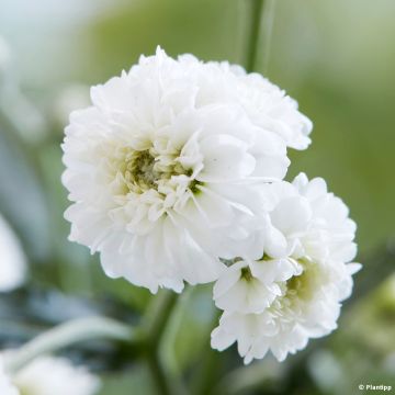 Achillea ptarmica Diadem