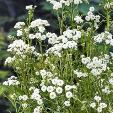 Achillea ptarmica Diadem - Bouton d'argent