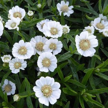 Achillea ptarmica Weihenstephan - Bouton d'argent