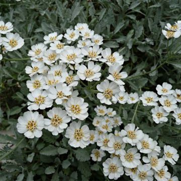 Achillea umbellata