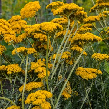 Achillée - Achillea Parker's Variety