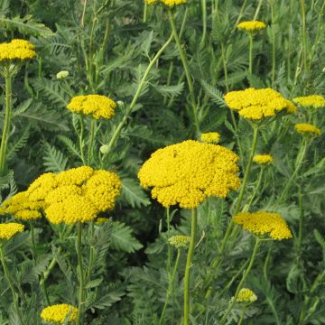 Achillea fillipendulina Cloth of Gold - Yarrow