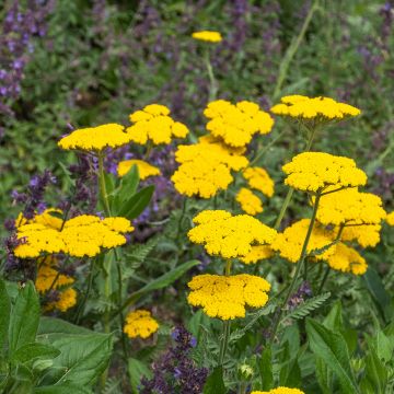 Achillea Coronation Gold