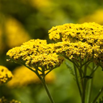 Achillea Credo