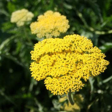 Achillée, Achillea fillipendulina Cloth of Gold