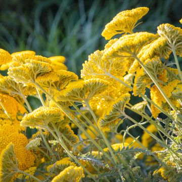 Achillea filipendulina Golden Plate - Achillée à feuilles de fougère