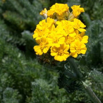 Achillea tomentosa Aurea Maynards Gold