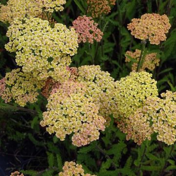 Achillea millefolium Hannelore Pahl