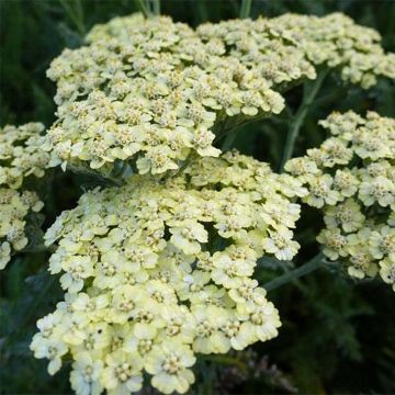 Achillea millefolium Hymne