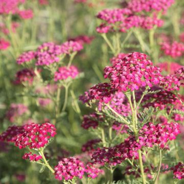 Achillea millefolium Sammetriese