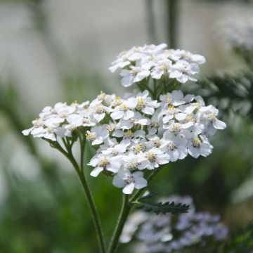Achillea millefolium White Beauty