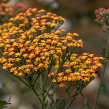 Achillea millefolium Feuerland