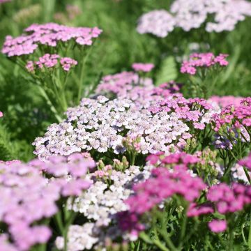 Achillée, Achillea Millefolium Lilac Beauty