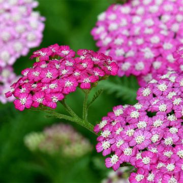 Achillea millefolium New Vintage Violet