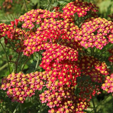 Achillea millefolium Paprika