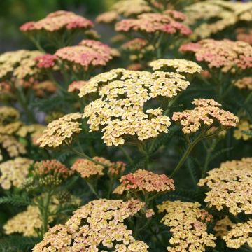 Achillea millefolium Peachy Seduction