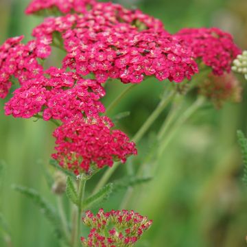 Achillea millefolium Pomegranate