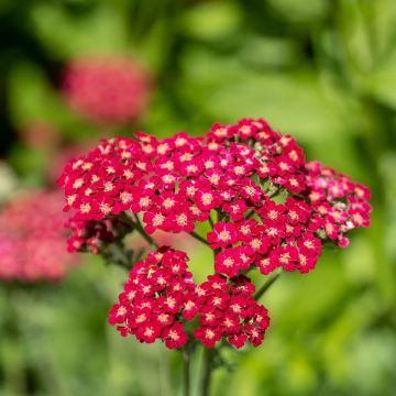 Achillea millefolium Red Velvet