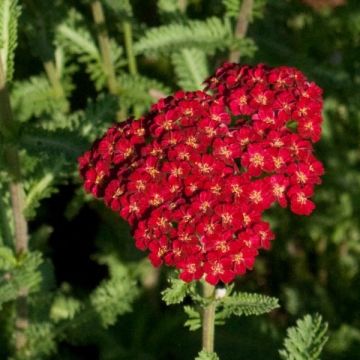 Achillea millefolium Summerwine