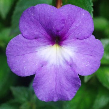 Achimene Blue - Magic Flower