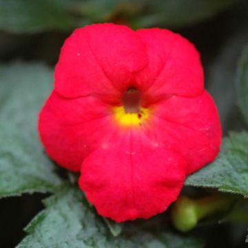 Achimenes Red - Magic Flower