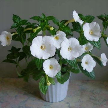 Achimenes White - Magic Flower