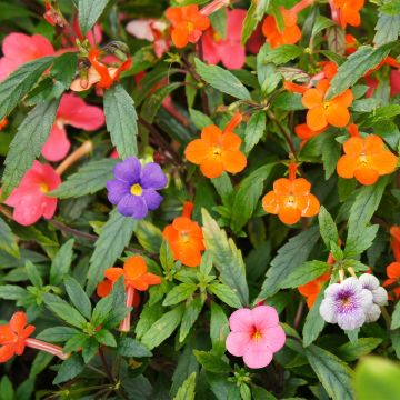 Achimenes Mix - Magic Flower