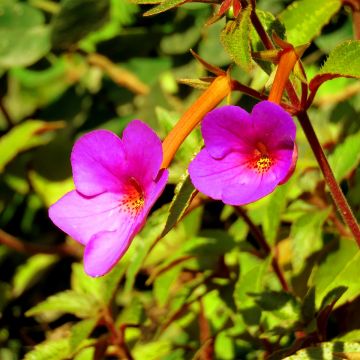 Achimenes Pink - Magic Flower