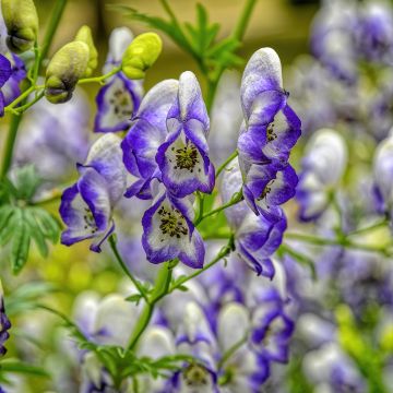 Aconitum cammarum Bicolor