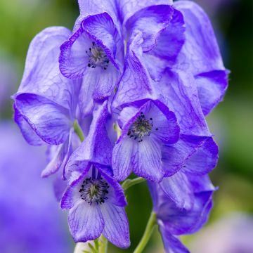 Aconite carmichaelii Arendsii ou Aconit de Carmichael