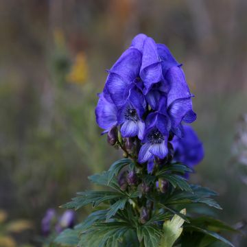 Aconitum fischeri