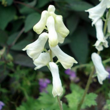 Aconite septentrionale Ivorine, Aconitum